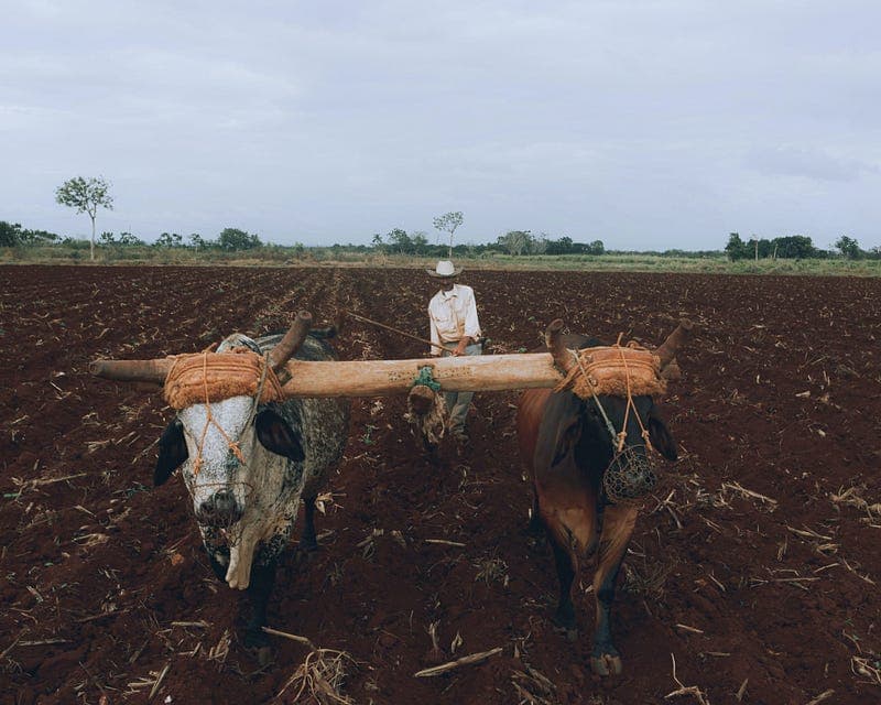 Alt text: Farmer guiding two oxen through a field, representing traditional manual methods before automation and machine learning.